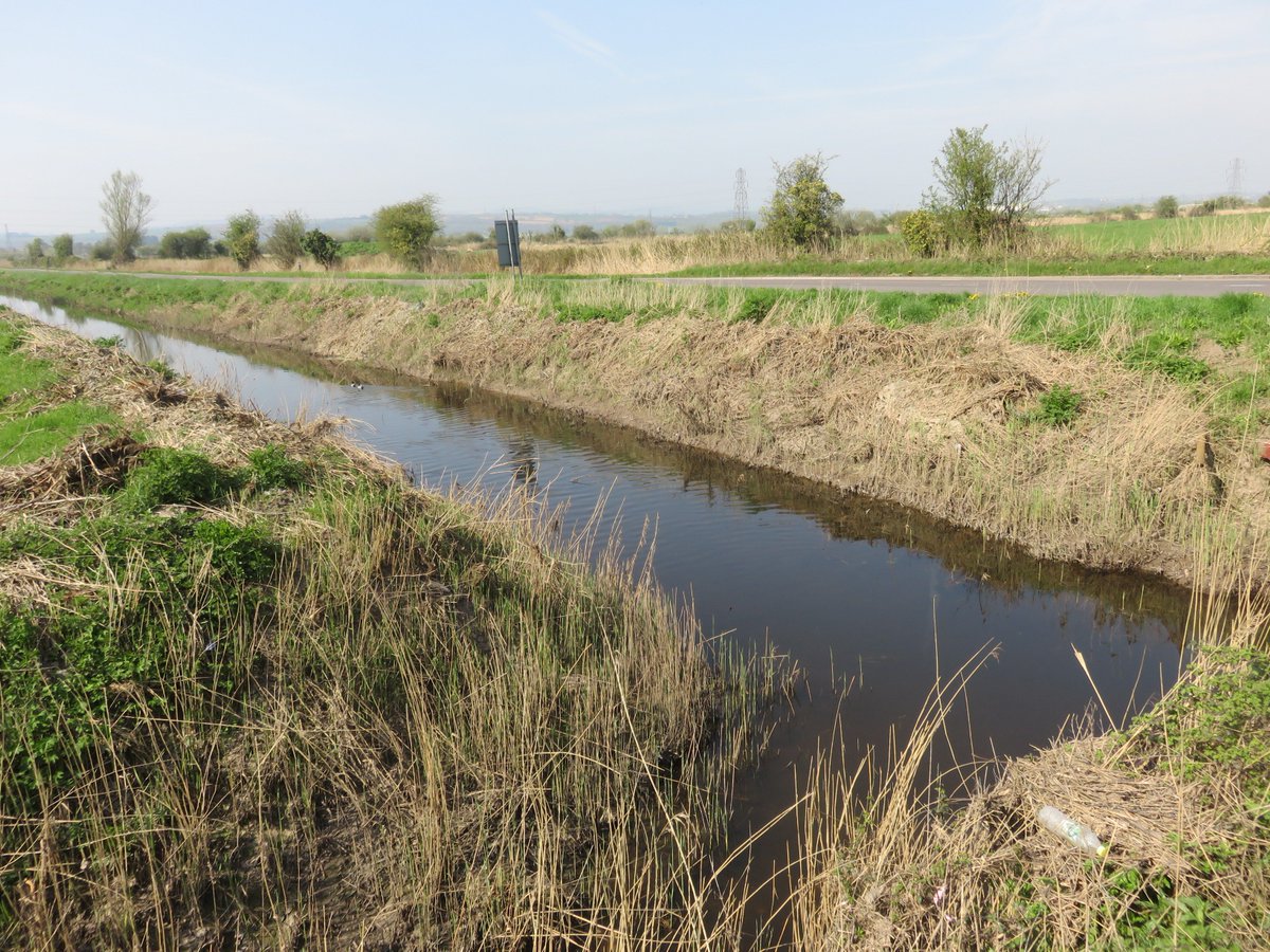 bardofely's tweet photo. I recently visited the #MarshfieldLevels with @RogerGilbert where we saw an #orangetipbutterfly, #commonnewts, #ramshornsnails and a #reedbunting amongst the flora and fauna living in this #wetland of #reens! https://t.co/Niz6CsDDfV