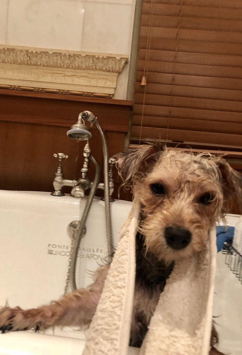LMLoveExists's tweet image. How to get the ultimate #amazingskin, just #Exfoliate with your this handy dandy #loofah 🤗 Even my dog knows how. Look at her #glowing radiance #face #dogsoftwitter