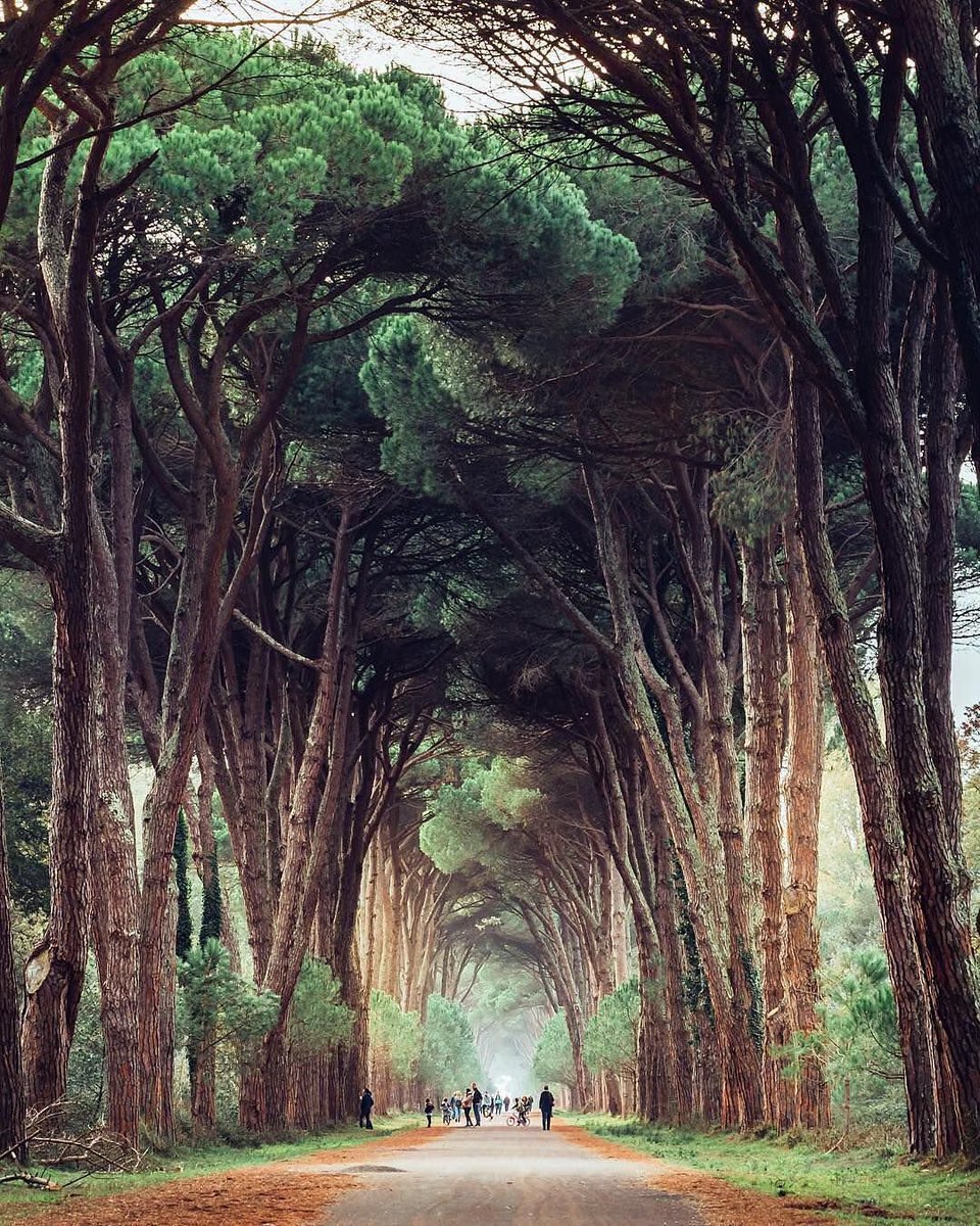 pixoftheearth's tweet photo. Tunnel trees of Parco Regionale Migliarino, San Rossore, Italy https://t.co/7miTcTmy4G