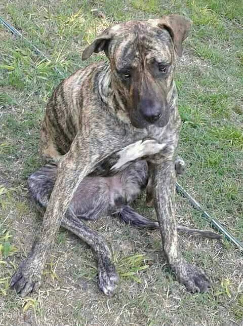 mebolcomba's tweet photo. 63 DÍAS SIN LOLA
Sigue su busqueda
**RECOMPENSA**
#Perdida 24-02-18 en Barrio Rio Alegre
Mariano Acosta
#ZonaOeste
Atigrada.Castrada
#Dogo canario.Muy dócil y cariñosa.
Última vez vista en El Recreo.Ella tiene familia😔
Si sabes algo o la viste
📲1136048191
☎️0220-4989245
RT🙏 https://t.co/nD1NkFVAcx