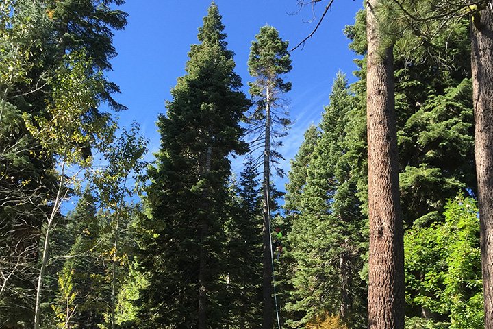 Happy #ArborDay2018 to everyone! <a href="/ISArboriculture/">ISA Arboriculture</a> <a href="/WCISA/">Western Chapter ISA</a> @VoiceOfTreeCare