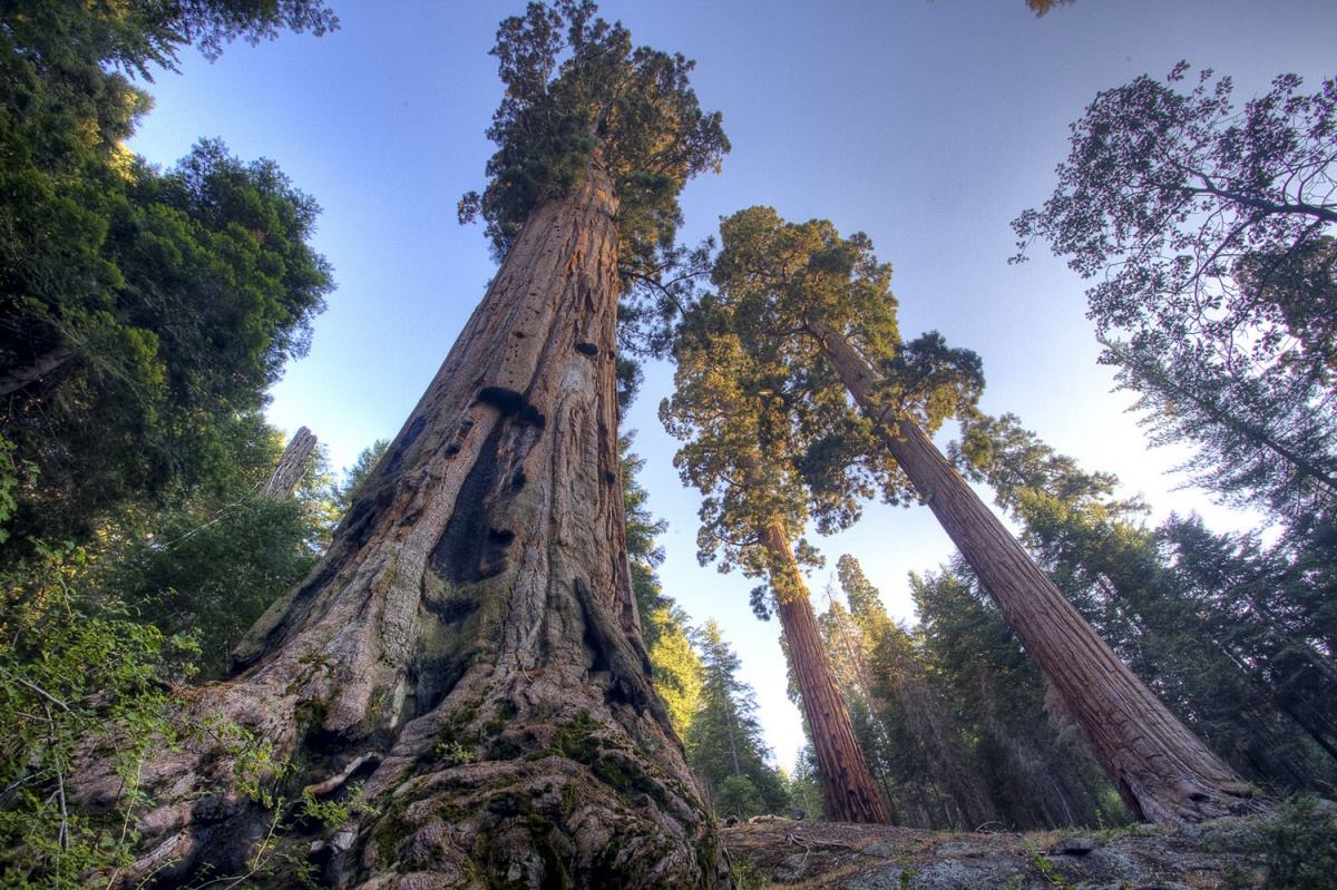 Giant Sequoia groves on Case Mountain, which is approximately 7 1/2 miles southeast of the town of Three Rivers, California. Photo by Bob Wick, BLM.