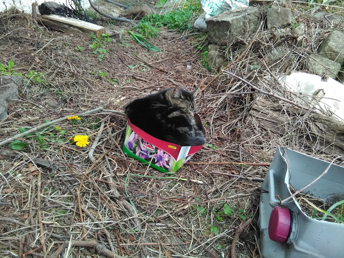 Differdange3's tweet image. Le chat jardinier est fatigué