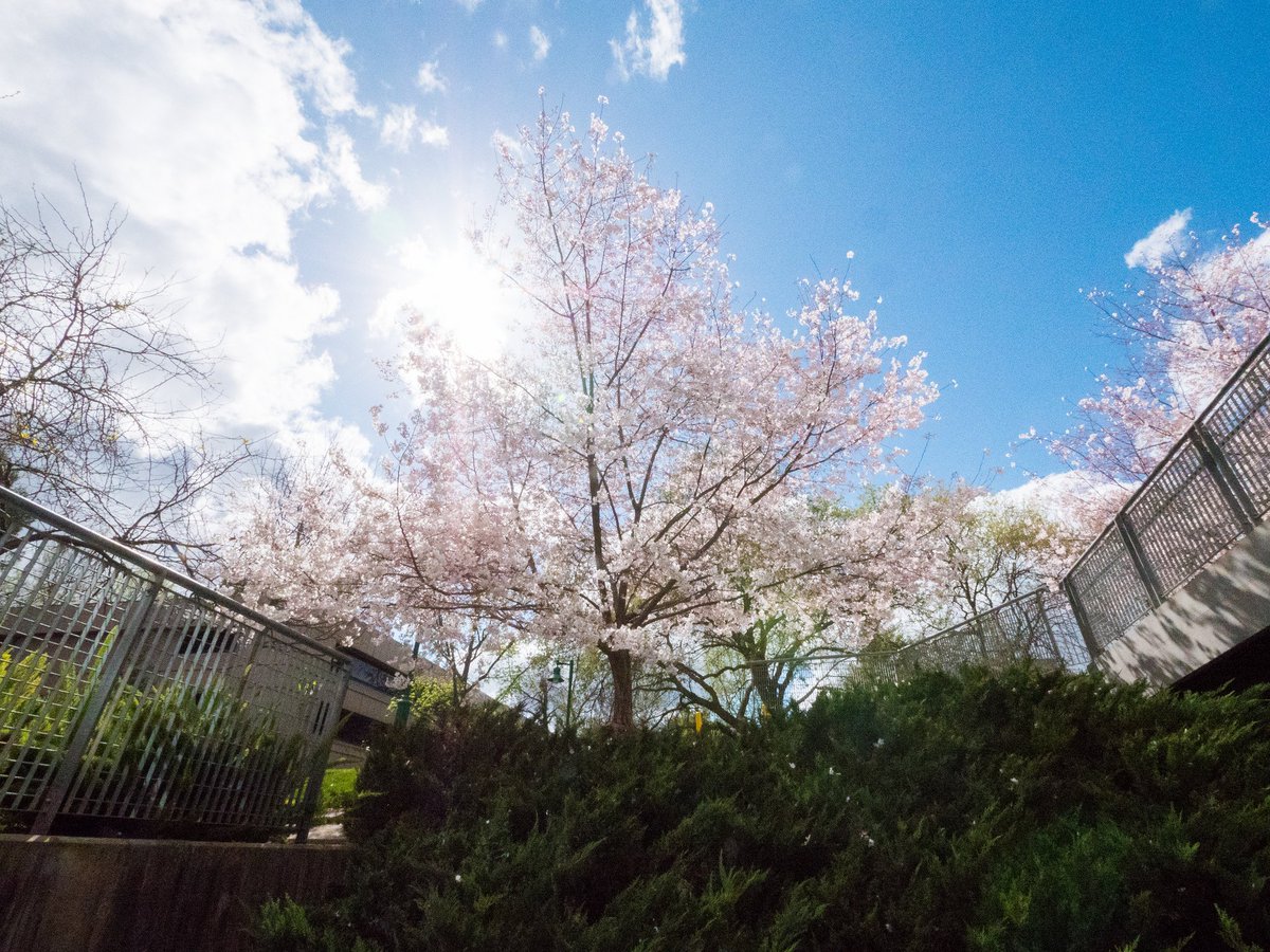 sacstate's tweet photo. Hello there, Friday. ๐ค๐ธ#ExploreSacState https://t.co/tOb97NW3Nh