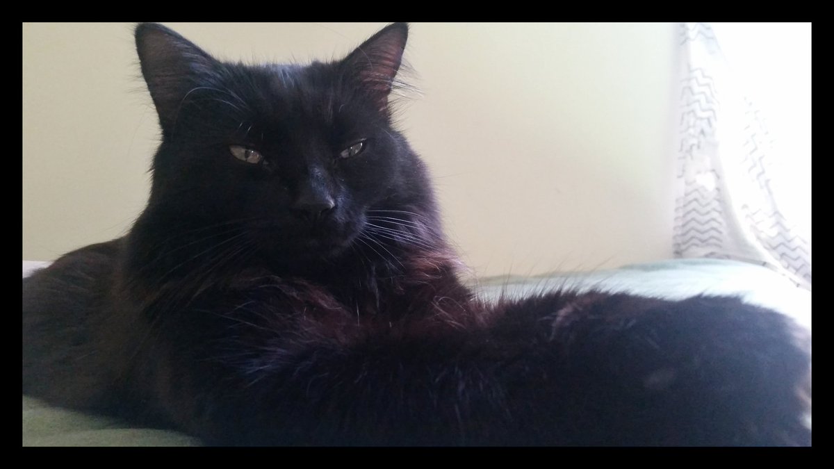 themellowing's tweet photo. My majestic black cat is relaxing x 

#ohdata #felinefriend #meow https://t.co/lbQgvoC0Ix