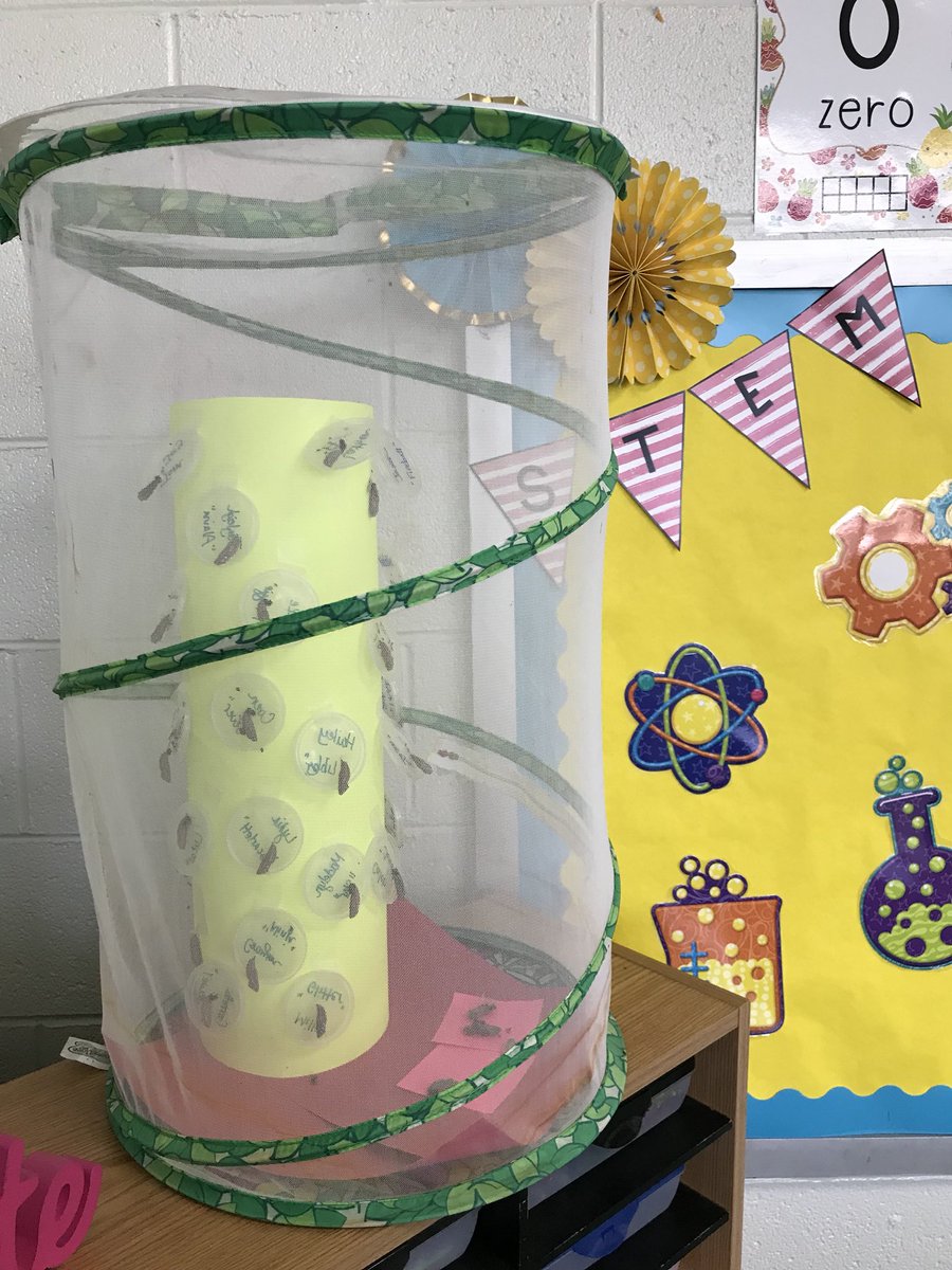 waglerLES_1st's tweet photo. STEMulating Friday - today we observed our growing pumpkin plants, cut our grass, investigated butterflies, and moved the cocoons into the net. Anxiously awaiting the arrival of our butterflies 🦋 #LionPride # firstgrade #springstem https://t.co/DhPqXq7Z0P
