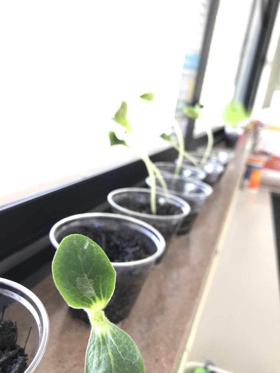 waglerLES_1st's tweet photo. STEMulating Friday - today we observed our growing pumpkin plants, cut our grass, investigated butterflies, and moved the cocoons into the net. Anxiously awaiting the arrival of our butterflies 🦋 #LionPride # firstgrade #springstem https://t.co/DhPqXq7Z0P
