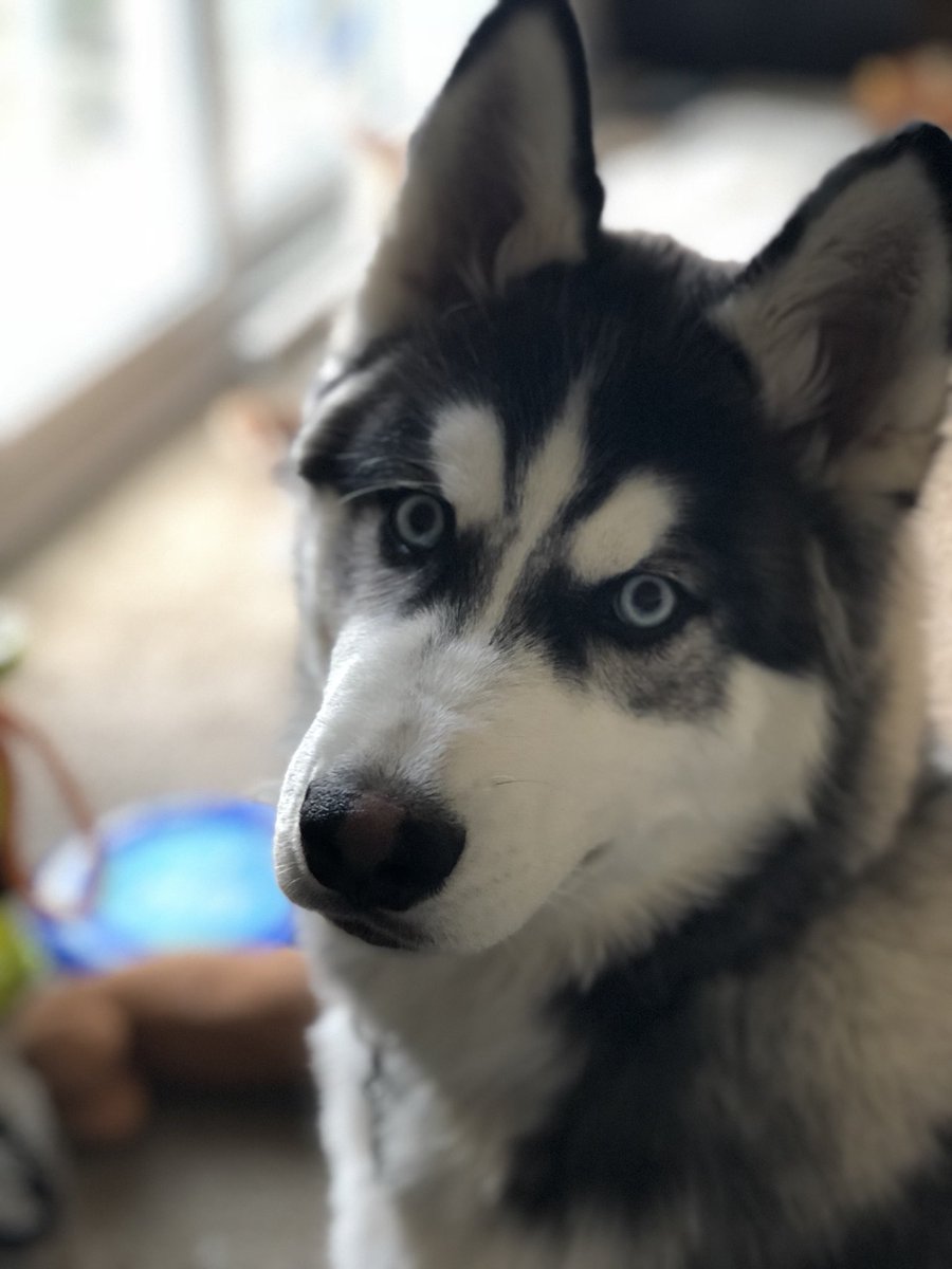 husky_link's tweet photo. https://t.co/goJD94PHzu