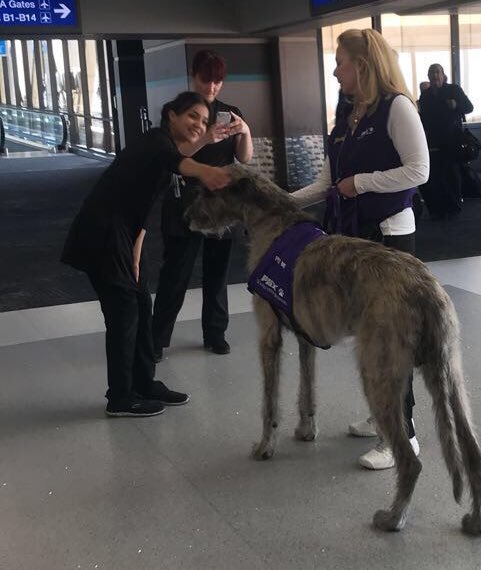 TSA let a full-grown fucking werewolf through security. Meanwhile, I accidentally have half a bottle of water in my backpack and suddenly I’m al qaeda.