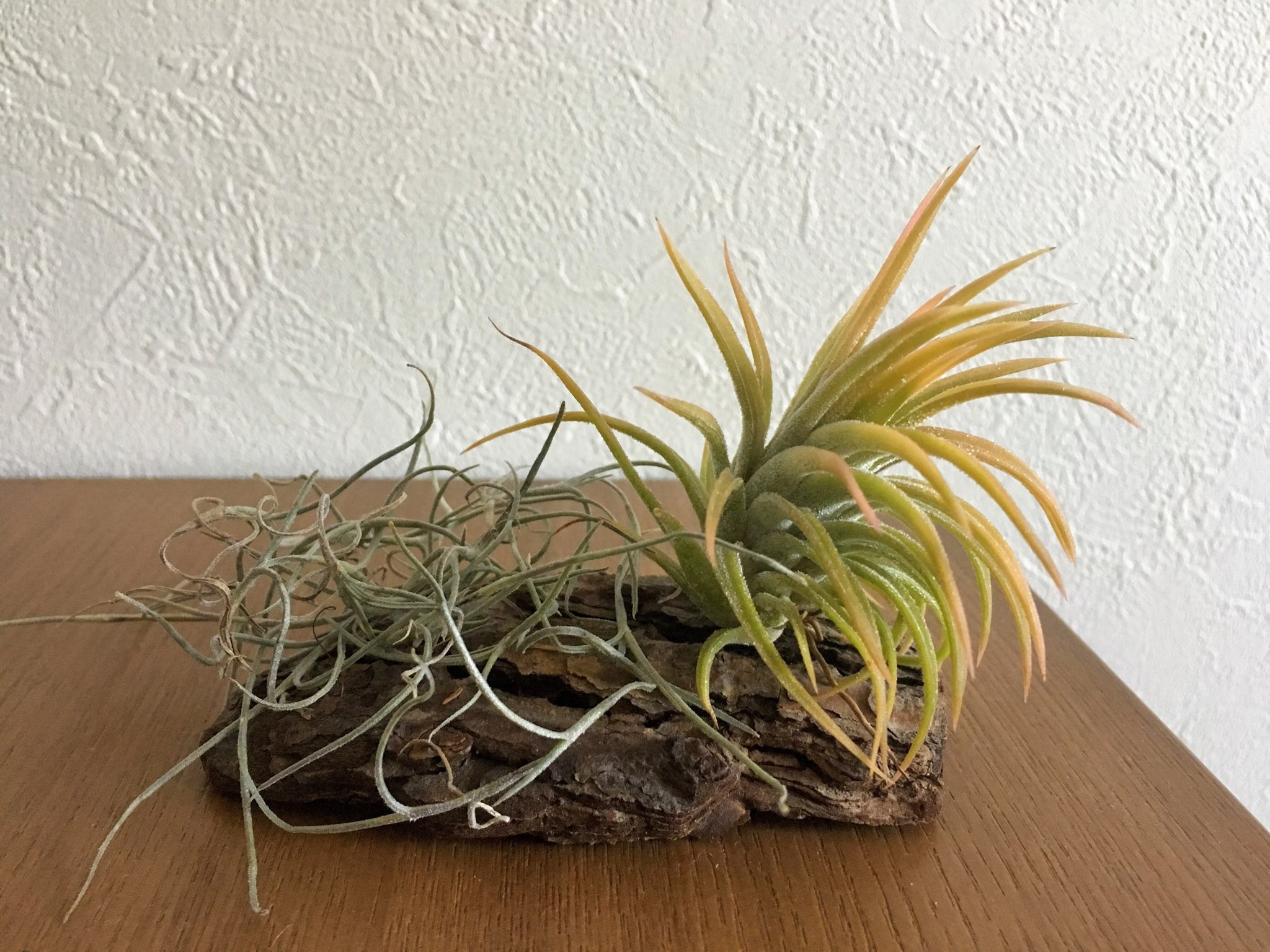 東京エアープランツ Tokyo Airplants Twitter