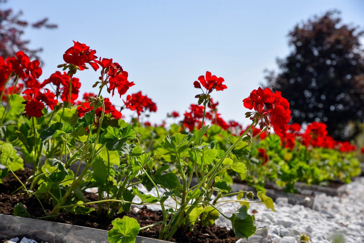 WSUTriCities's tweet photo. There is no better welcome to campus than a #WSU garden. When you make your next visit to @WSUTriCities, stop off at the garden and take some photos! #GoCougs #GardenRefresh
Tag us in them for a chance to be featured on the #WSUTC social media channels ☀️🌸🌿 https://t.co/fDZDDc7bjB