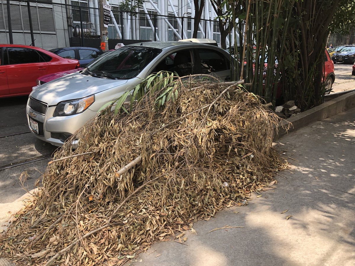 Gabrielumbrella's tweet photo. ¿Será que algún día vengan a recoger la basura de los árboles que cortaron hace más de un mes en Roberto Gayol? @AccionesBJ https://t.co/JbNUbsbHhr