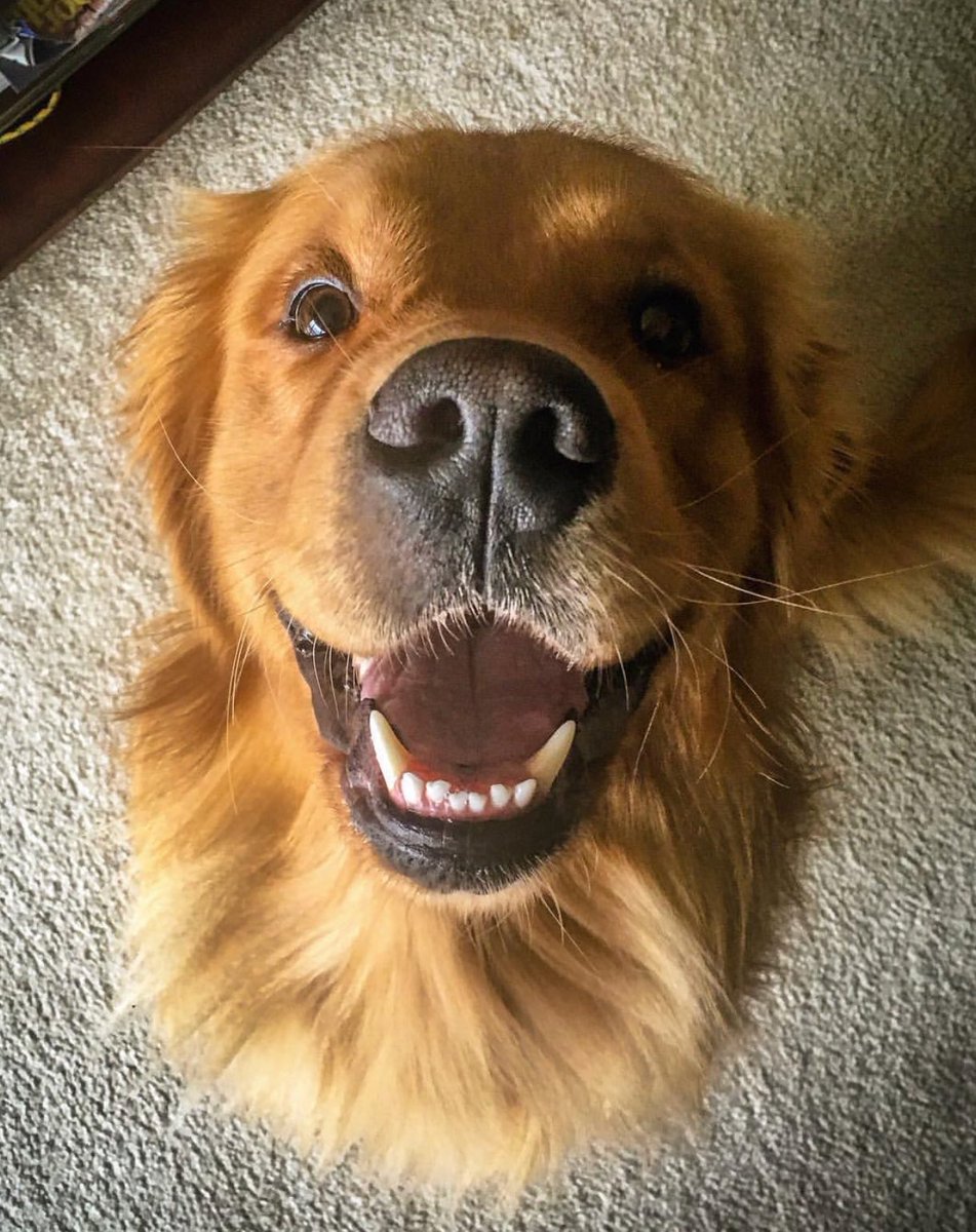 timstillman_'s tweet image. Just realised Stoke could mathematically be relegated this weekend