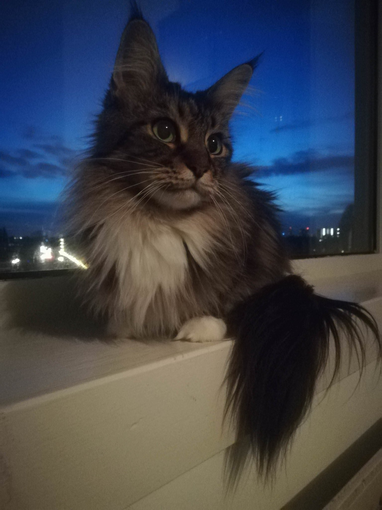 Luv Kittens Daily On Twitter Long Haired Cutie