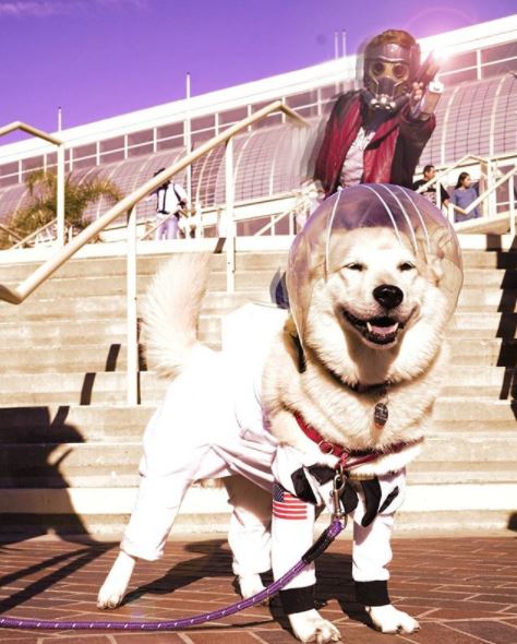 longbeachcec's tweet photo. #FBF In honor of @Avengers #InfinityWar! Star Lord made an appearance at this year's #LBCE2018 with Cosmo the Spacedog! Who's seeing the movie this weekend?! 🙋♂️🙋 #LBConventionCtr
📸: jtorresbork on Instagram https://t.co/JJvI6e0zAX
