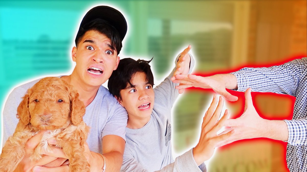 Alex wassabi dog