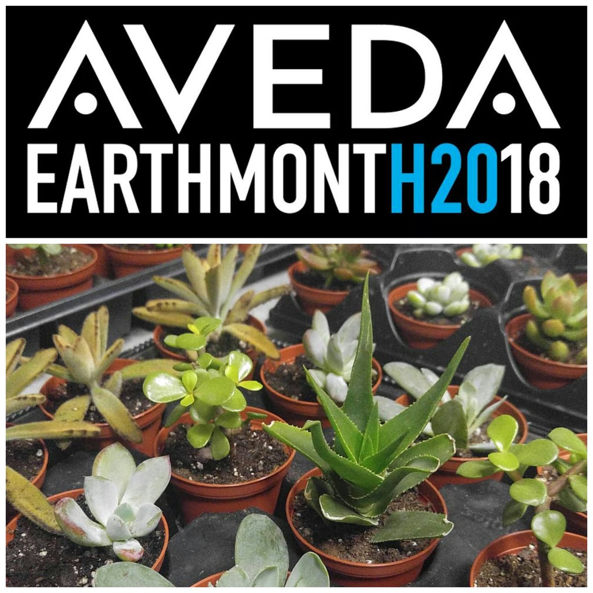 IAmSalon's tweet photo. Tomorrow will be the last day of our plant sale!! Get them while they last. Proceeds go to @capefearriverwatch raising money for #cleanwater. @ aveda https://t.co/aiV0qtIFe9