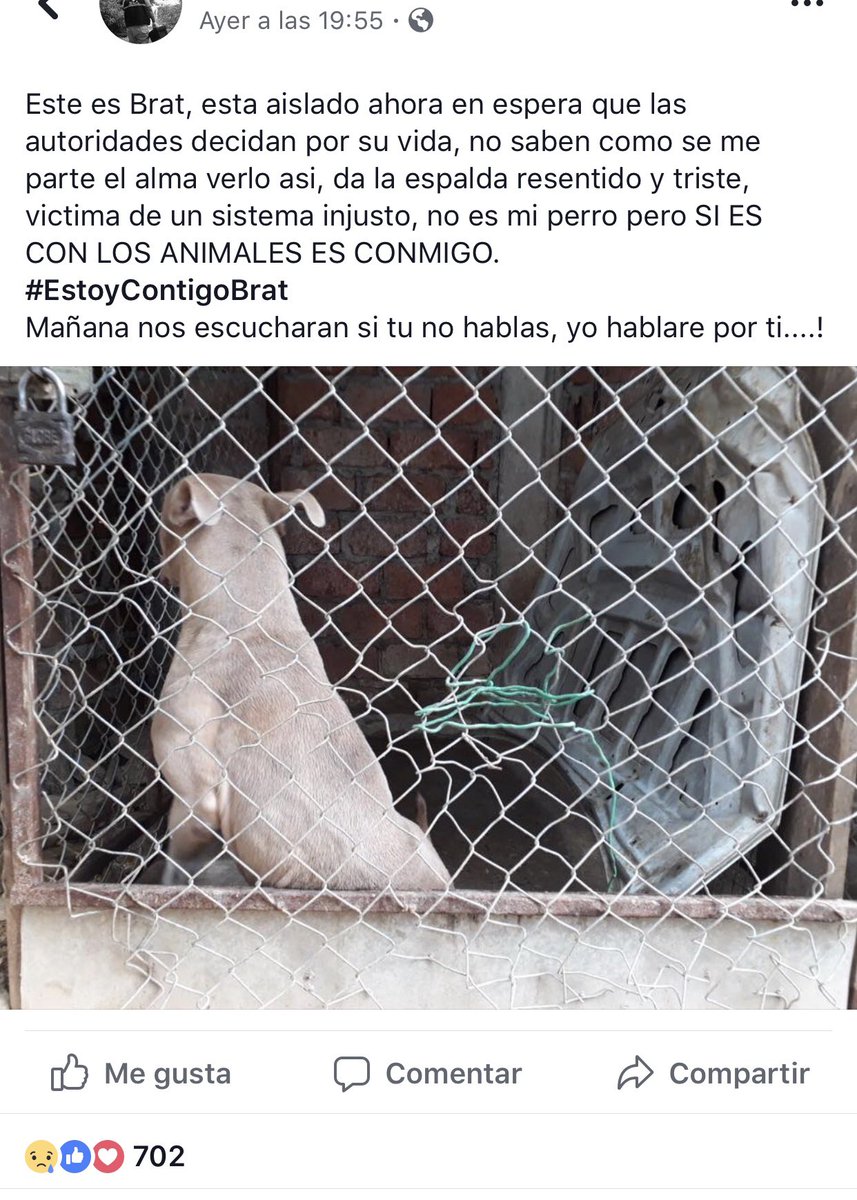 #EstamosContigoBrat el perro no mató a su dueña. El perro no merece morir. El perro es un ser vivo y merece más esfuerzo de las autoridades. Queremos a Brat vivo.