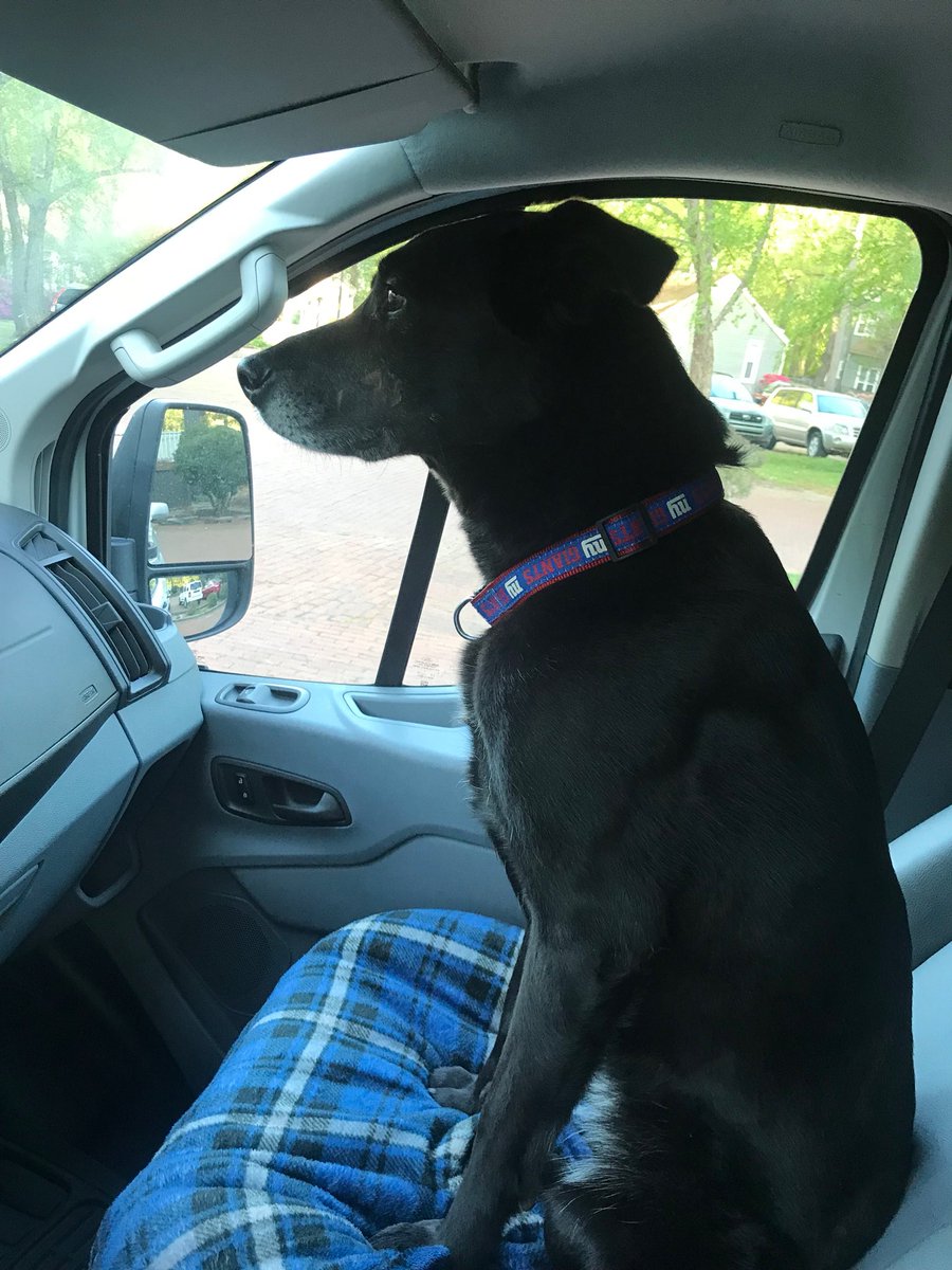 EZSignService's tweet photo. It’s Friday! And Delilah is ready to start this weekend off right! What are you doing this weekend? #SignInstallation #RaleighRealEstate #SOLD https://t.co/PEnGoe5SVl