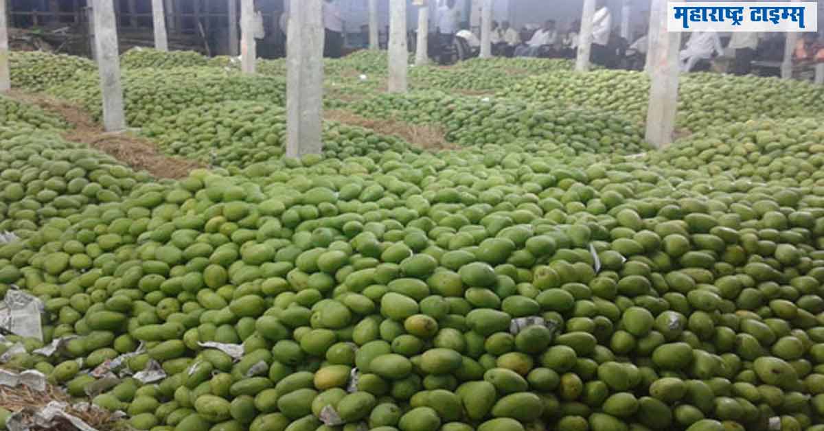 mataonline's tweet image. आंबे पिकवण्याची प्रक्रिया मान्यतेनुसारच!
maharashtratimes.indiatimes.com/maharashtra/th… #process #mangoprocessing #approved