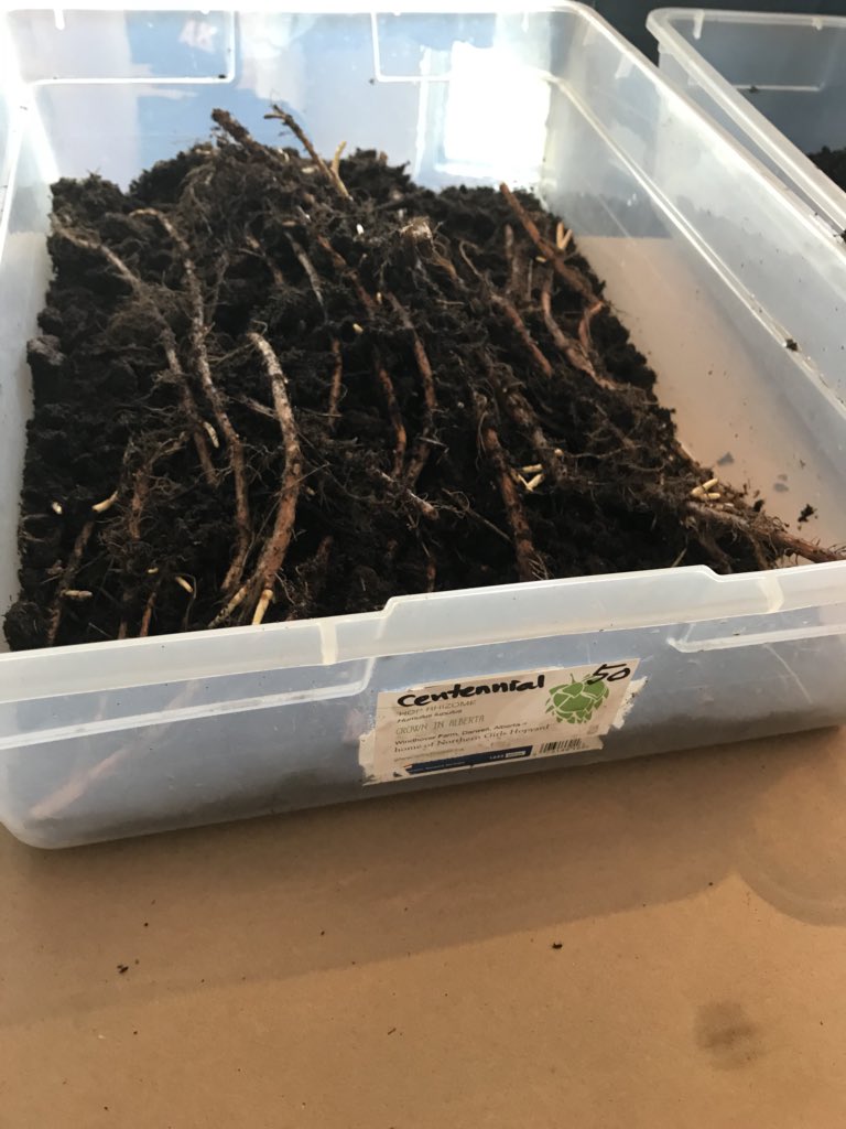 alley_kat_beer's tweet photo. Looking to start growing hops?? Come buy a BIG root for $6.50 and get all the info you need here at the brewery from @windhoverfarms . They’re here from 4-6 today only 🌱☀️👍🏼
#hops #hopfarms #craftbeer #yegbeer #yeg https://t.co/Q5hLZhZdLr