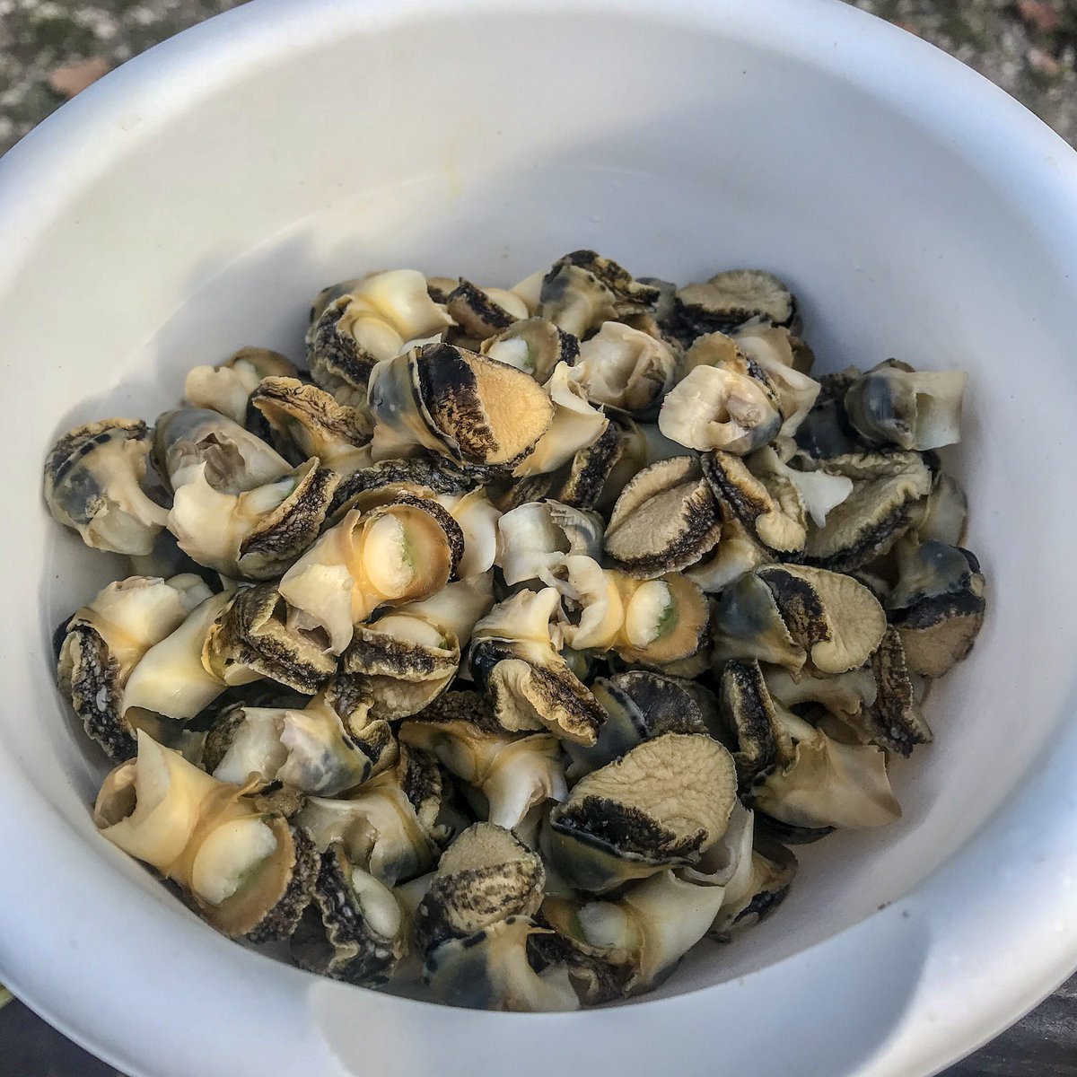 Keeping it real! Cooking some Whelks! #caymaniancookin #whelks #caymankind #knowyarootz #eastend #grandcayman #caymanislands  #thelocalexperience #beinspiredbyyoursurroundings #instaphoto #instagood #instadaily #food #travel #explore #caribbean #islandlife