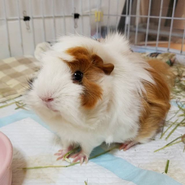 (び・ω・び)< おはよでしゅ。
#guineapig #モルモット #cavy #もるもる協会 instagram.com/p/BiF0KGSnN5O/