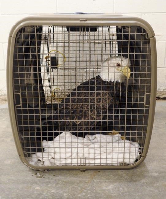Can't fly like an eagle: Injured raptor saved from the slush on Manitoba lake.  ottawamatters.com/national-news/… https://t.co/orb0tv5yYN