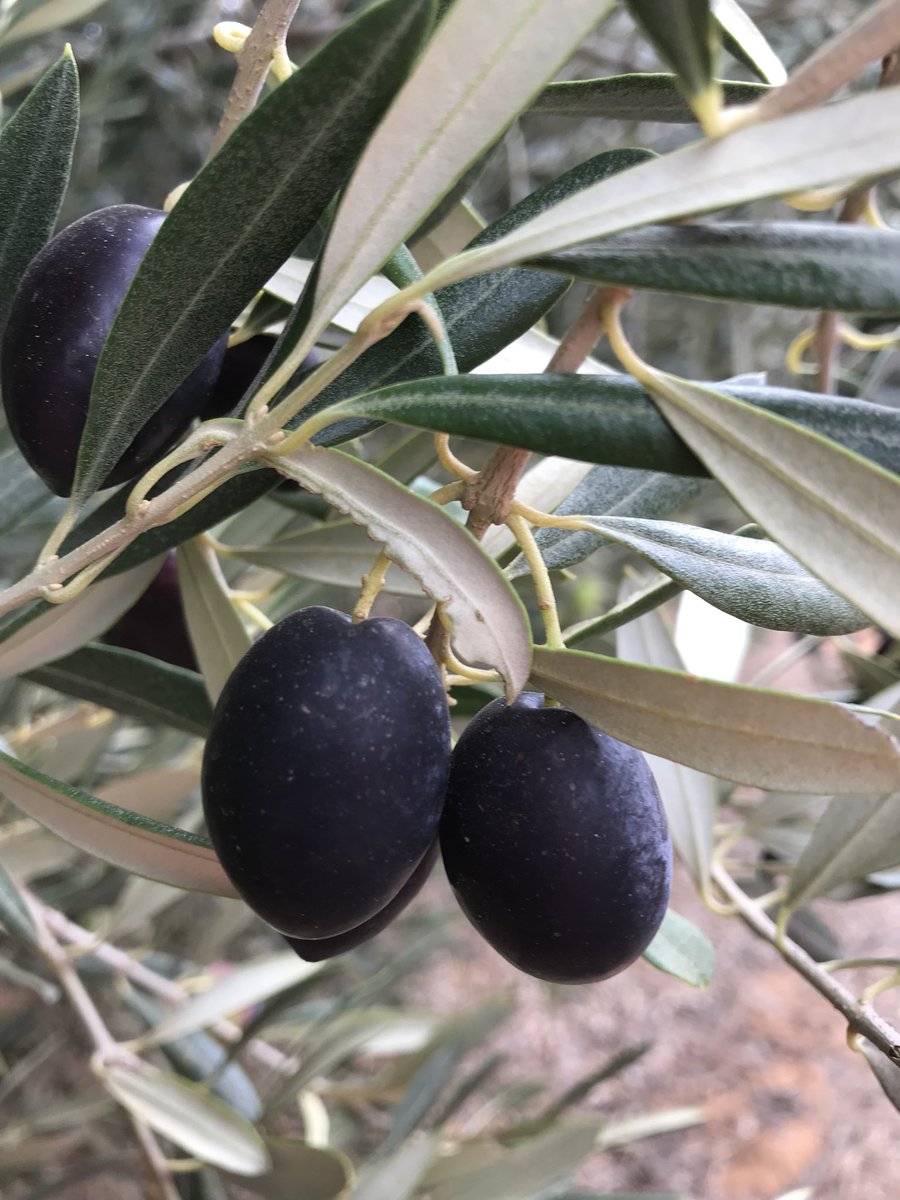katediprimaAPD's tweet photo. Oils ain’t oils talking about extra Virgin Olive oil and health benefits @abcbrisbane https://t.co/wNWX4VkoDn