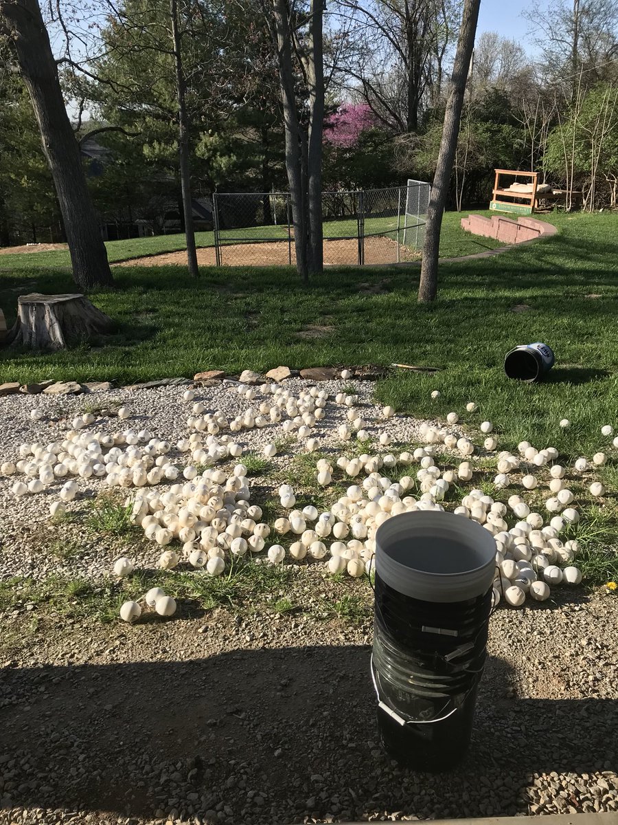 TheSWBL's tweet photo. Ball inventory day with a hockey stick due to the Brown Recluse family found in the box. #Season16 #CommishProblems https://t.co/Z8cGZCT60E