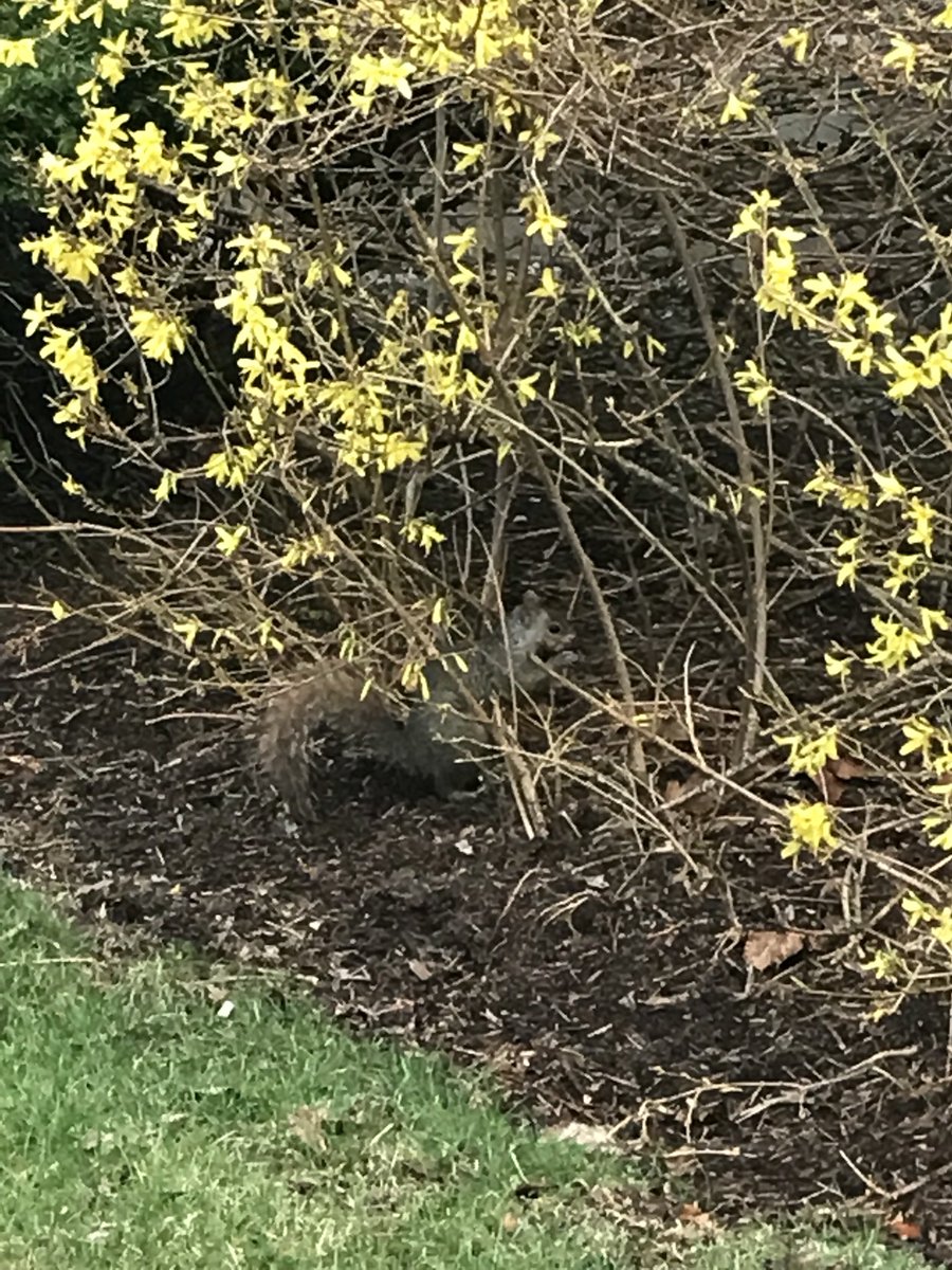 Oogle184's tweet photo. NAME: Walter Whet

TYPE: Water Squeak

BIO: Walter was born into a family of ducks. When he finally realized he was different, it was already too late. His family was already imprinted on him. Now he wanders the streets looking for damp places and nuts. 

#Nutty https://t.co/BTCGocY15Z