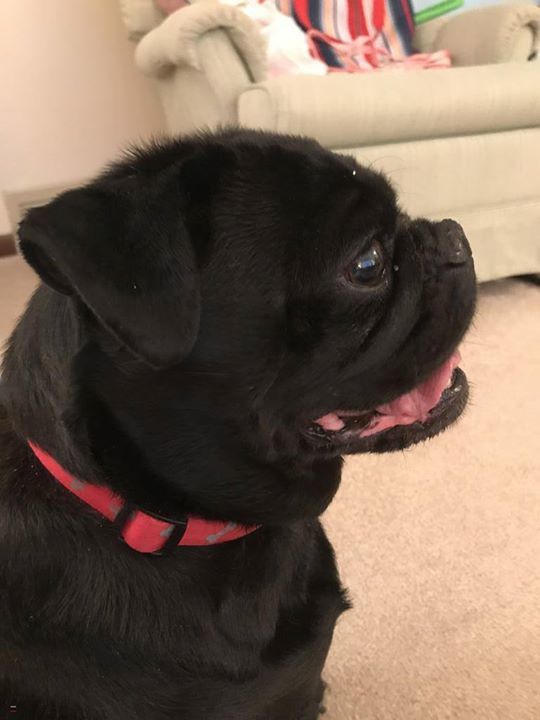 LostDogsIL's tweet photo. Home at last! (Napolean) - Pug from #Jolet #IL is home safe & sound. Message: "She saw my post on Lost Dogs Illinois, and I saw hers. She called me and was so glad I had found her dog." Missing 04/27/2018. Reunited 04/27/2018. Welcome home Napolean!
*** Testimonial From Ma… https://t.co/IhxuZcsEVK