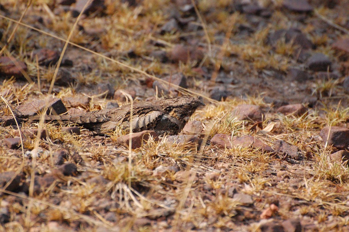 AsianWildlife's tweet photo. Watch your step! A nightjar is taking a nap.#pangot #uttarakhand #asianadventures #northindiabirdwatchingtour #greycrownedprinia #birdingupdate
+91-9266519519, info@asianadventures.in, https://t.co/cXz5aes6aC https://t.co/vzAgM7bOaT