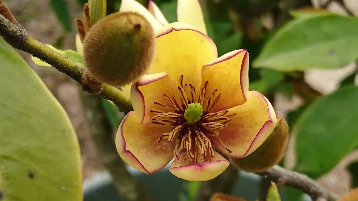 みぃ太郎miitarou Twitter પર おはようございますฅ W ฅ 清々しくて穏やかな土曜日 バナナ似の甘い香りの木 我が家の鉢植えオガタマノキ Michelia Compressa 神社の境内に植えられていて 榊の代わりに使うらしい バナナの匂い半端ないです