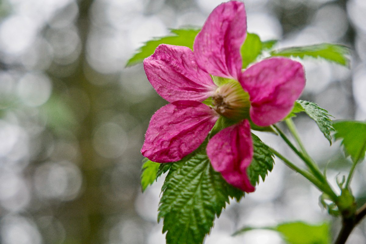 SeattleMaven's tweet photo. THIS DAY! Brought to me by cloudy skies, open trails, salmonberry blossoms, the @cityofissaquah and @WAStatePks. โบ๏ธ๐๐ฒ๐ #oldgriztrail #squakmountain https://t.co/8ZFtBsaFgG