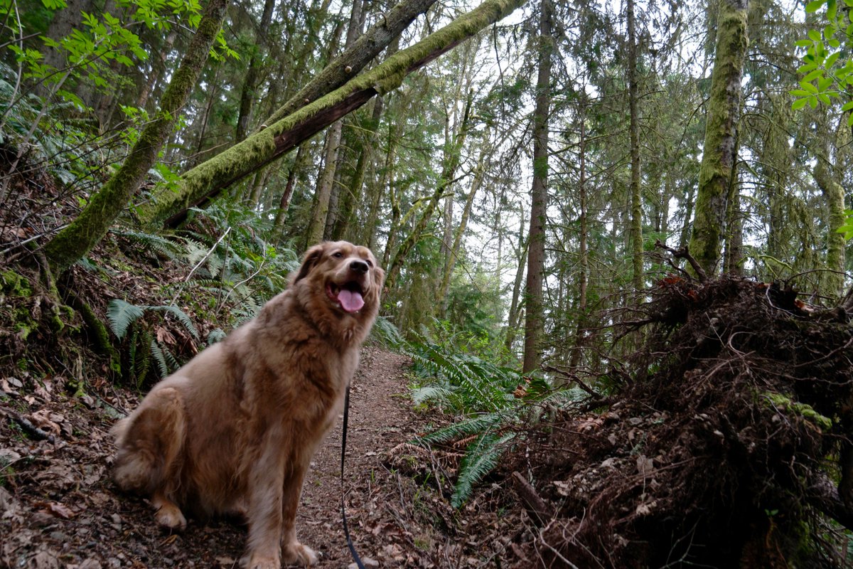 SeattleMaven's tweet photo. THIS DAY! Brought to me by cloudy skies, open trails, salmonberry blossoms, the @cityofissaquah and @WAStatePks. โบ๏ธ๐๐ฒ๐ #oldgriztrail #squakmountain https://t.co/8ZFtBsaFgG