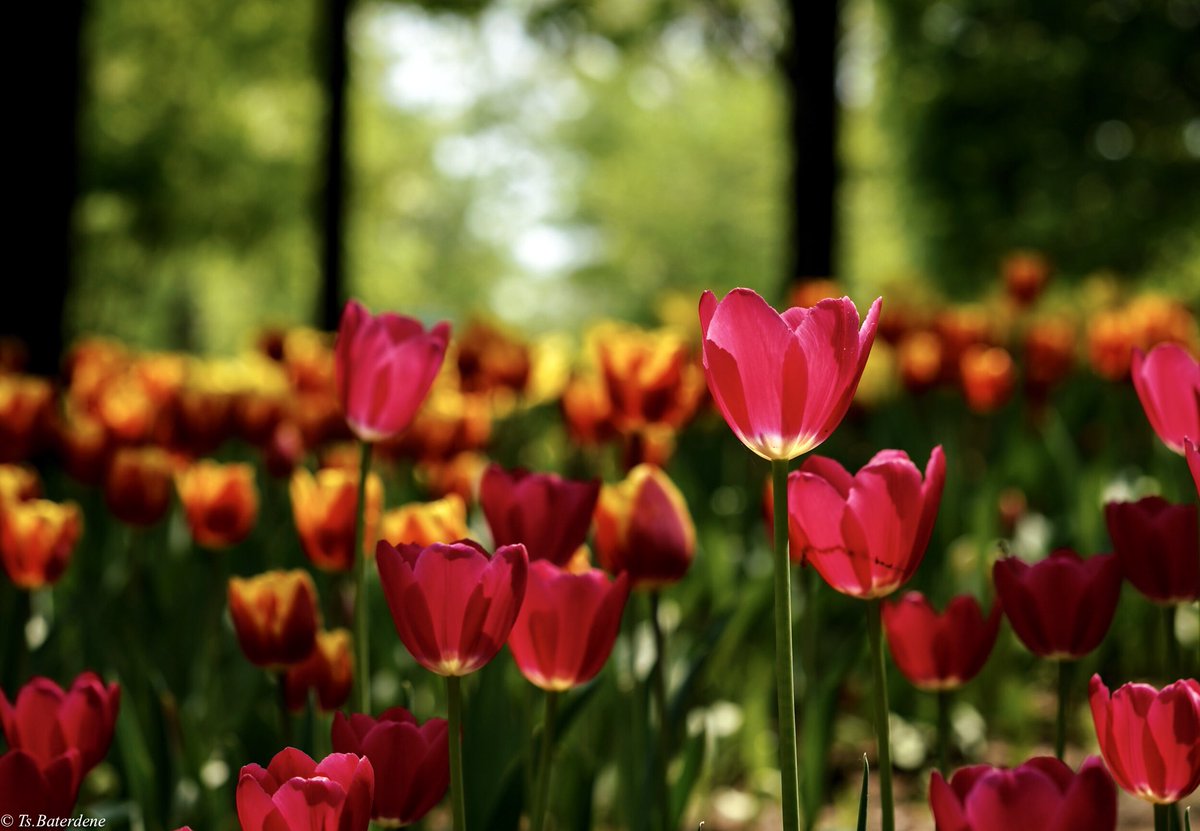 Өглөөний мэнд ээ !
Амралтын өдрөө сайхан өнгөрүүлцгээгээрэй !