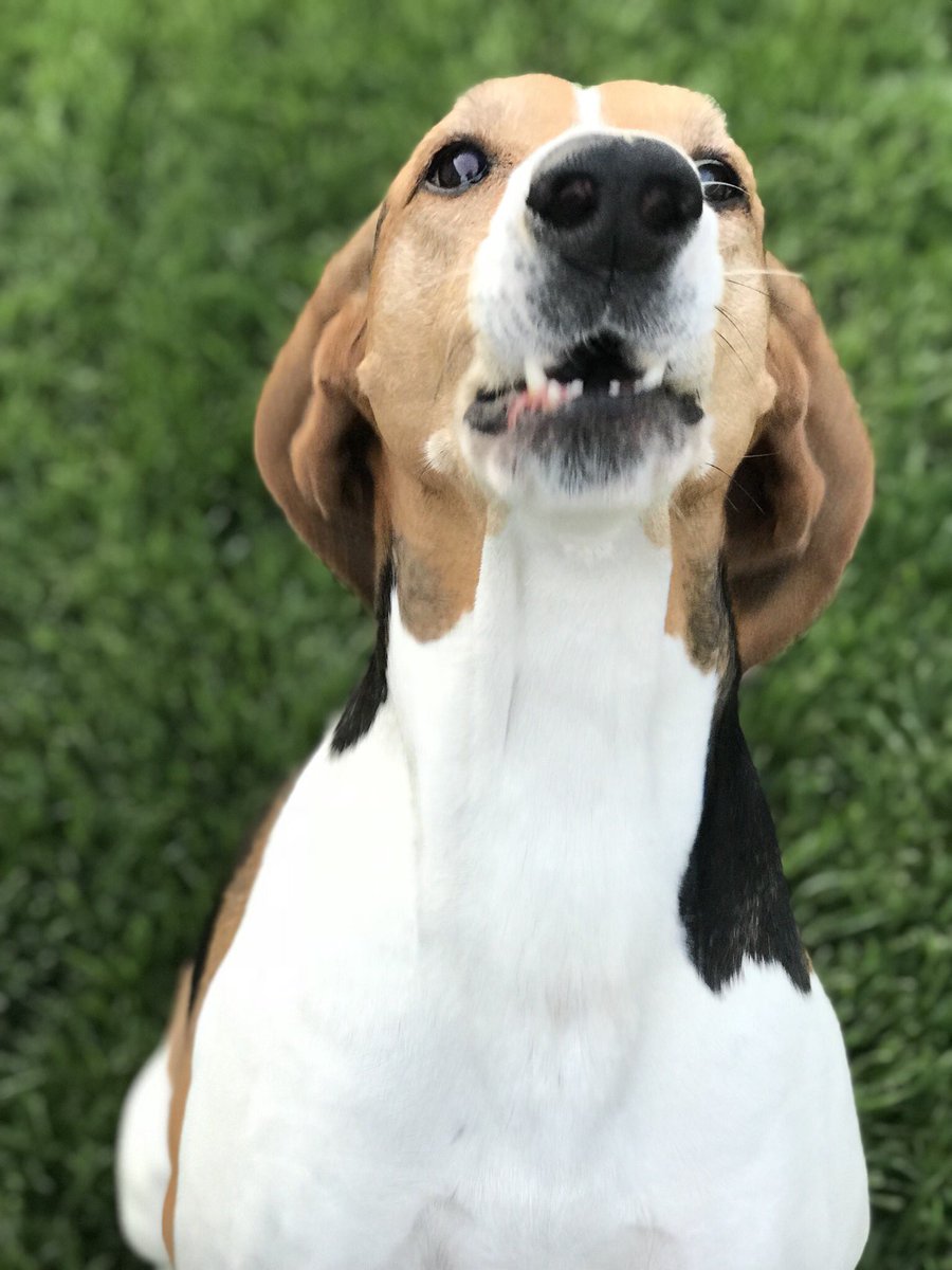 AngieRiiice's tweet photo. i tried that trick where you use a treat to get your dog to focus for a picture and the results were...stunning https://t.co/x2iWvu1D2Y