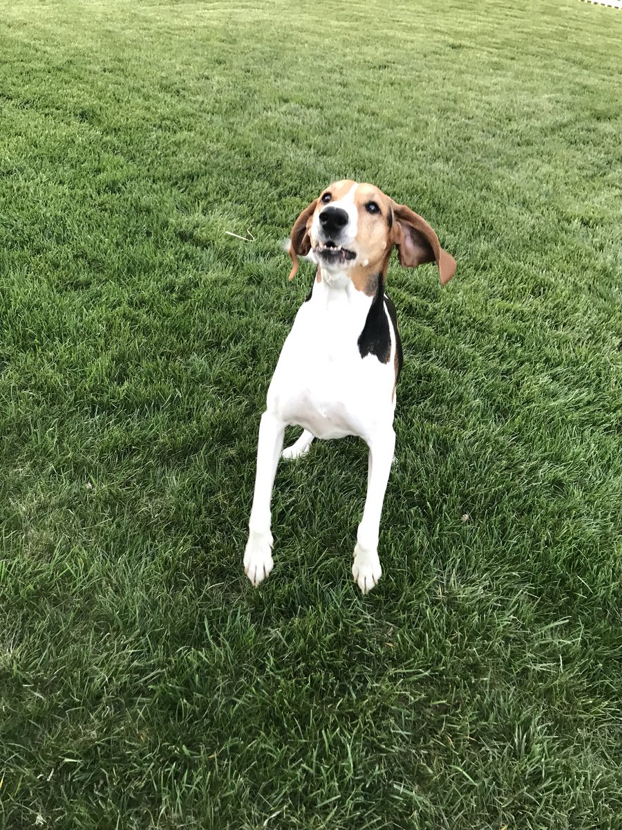 AngieRiiice's tweet photo. i tried that trick where you use a treat to get your dog to focus for a picture and the results were...stunning https://t.co/x2iWvu1D2Y