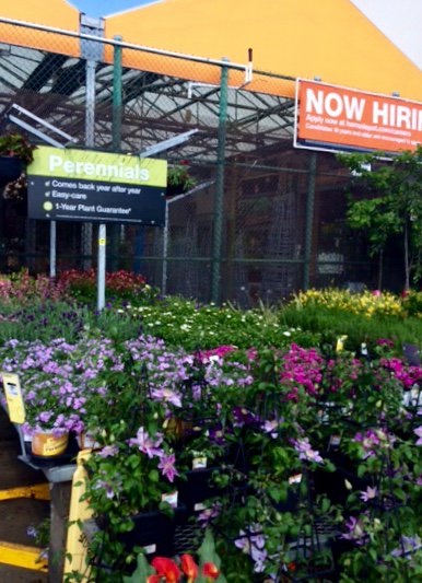 PPSKare's tweet photo. All about the Customer @THD 1121 NMB! Our Perennials are full of color, variety&amp;priced right. #perennialluv #digitdeep @lumbeelady2004 @mcdaniels_mel @PJPeterson5 @PPSinHD @JimSimmonsHD https://t.co/syv66oliXJ
