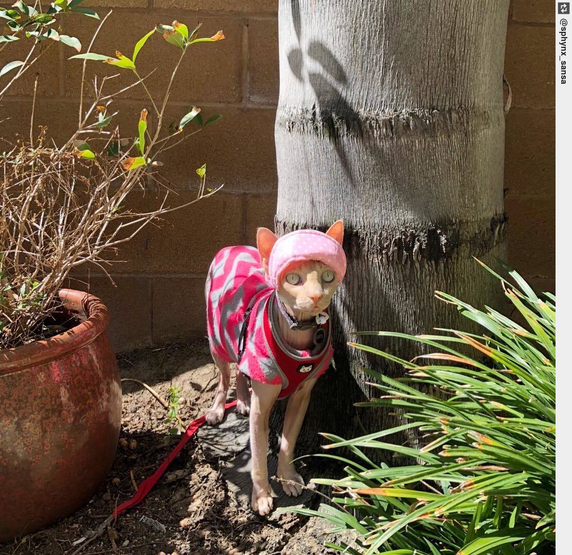 IngloriousCats's tweet photo. The huntress sportin’ her pink bonnet 🤣 . though still ferocious & fearsome! . #socal #iamthree #sansa #catsoftwitter #cats https://t.co/ZX3wI8IrQ5