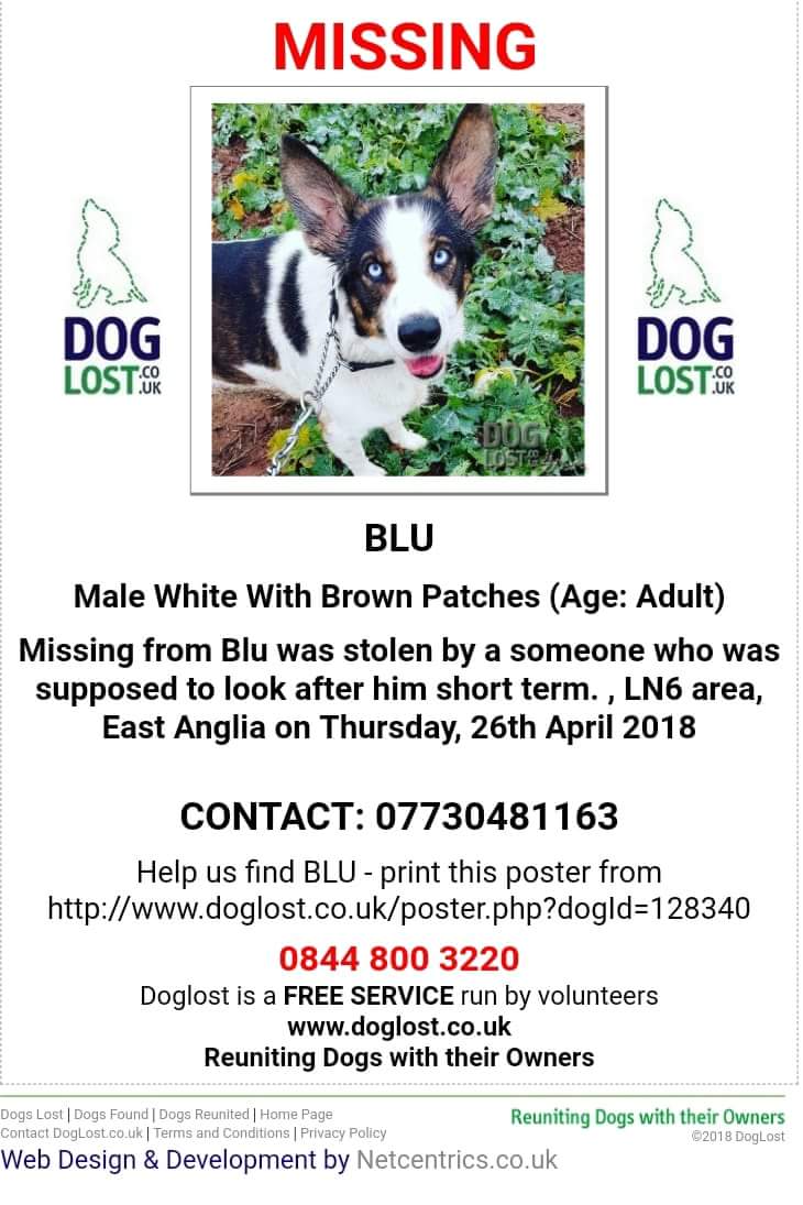 Rebeccar91's tweet photo. STOLEN! Rescue dog needing medical care. Foster carer will not give the dog back to the rescue and is refusing to treat the dog. We need to find Blu urgently! @SAMPAuk_ https://t.co/LKr0dwOwJ8