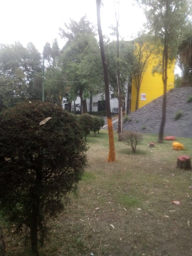 RecupPlateros's tweet photo. En su desesperación electorera operadores políticos del #PRD en complicidad con @DelegacionAO pintan base de dos arboles en el área jardín, @PAOTmx @PRD_CDMX @LaydaSansores @trinohernandez @Poder_AG_AO #Plateros #Simios #Corruptos #FueraPRD https://t.co/Xi6AlcogUY