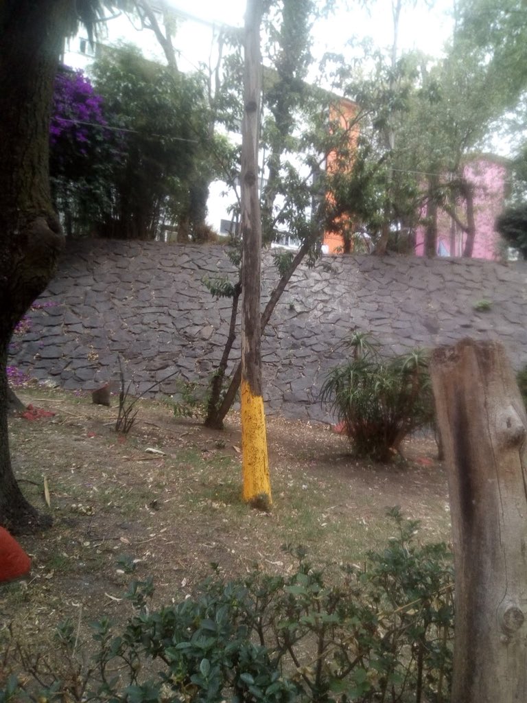 RecupPlateros's tweet photo. En su desesperación electorera operadores políticos del #PRD en complicidad con @DelegacionAO pintan base de dos arboles en el área jardín, @PAOTmx @PRD_CDMX @LaydaSansores @trinohernandez @Poder_AG_AO #Plateros #Simios #Corruptos #FueraPRD https://t.co/Xi6AlcogUY