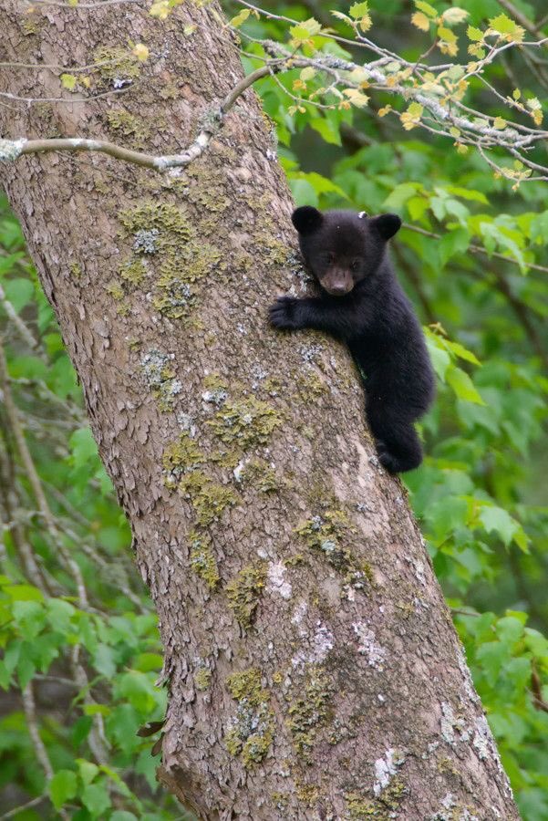いやかわいすぎだろw木登り上手な子熊が見ていてかわいすぎるw 話題の画像プラス