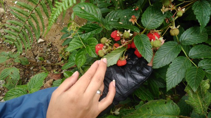 Moras y fresas salvajes https://t.co/WGLPUhZM5f<a href="/tag/onmfc"class="tags"><span>#onmfc</span></a>