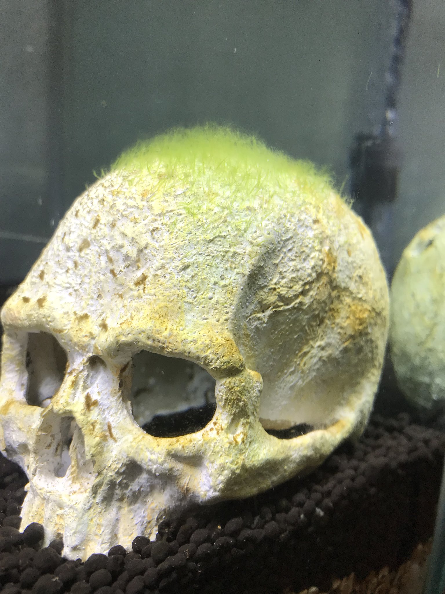 ヴォイド トレーダーズ 3ta 3 ありがとうございます 綺麗で面白い生き物ですよ なんとなくの所感ですが置物とかあると高い方を目指して登る気がします 壁に貼りつく生き物なので面積を増やす意味でも置物は良いですよ 我が家ではドクロを緑髪にし