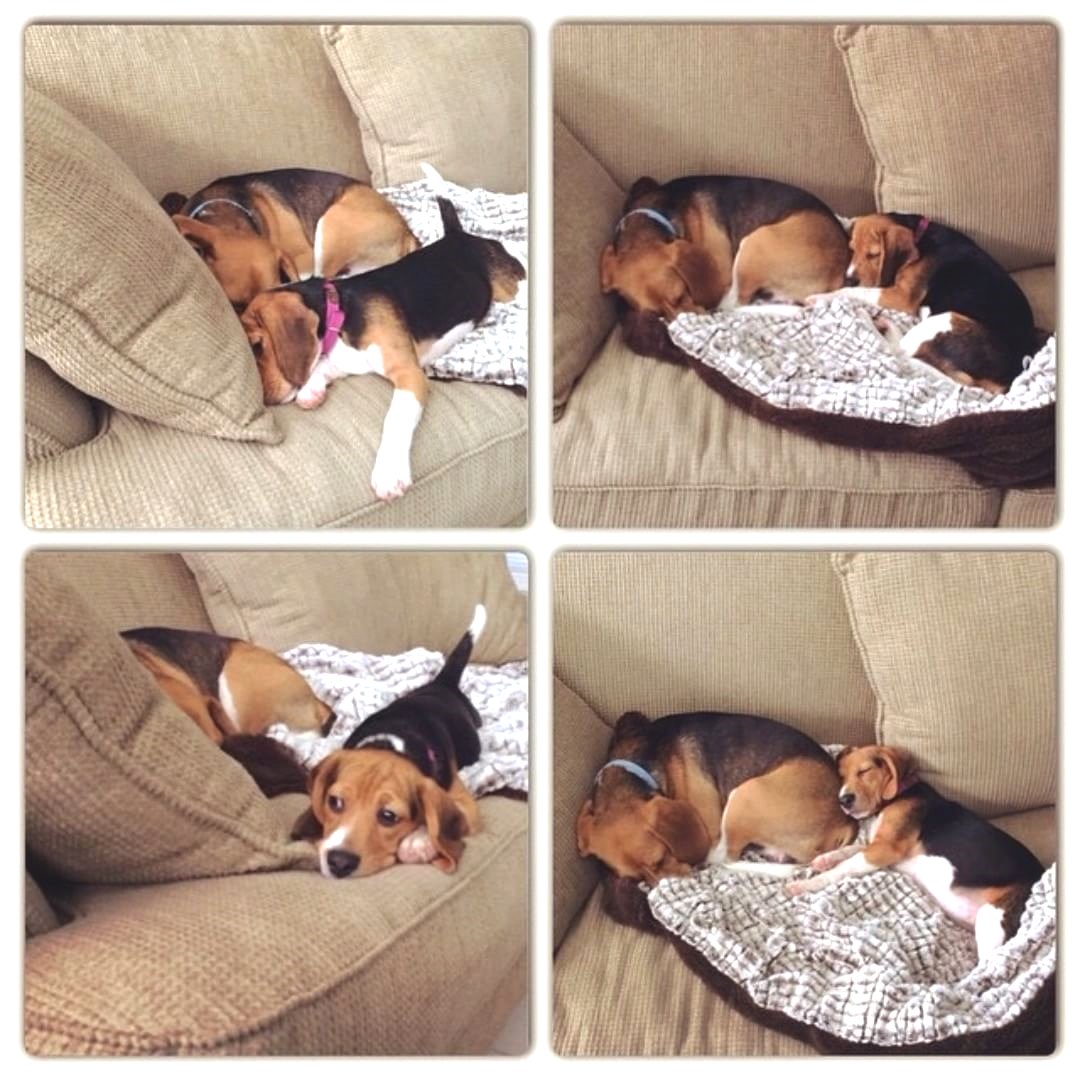 baosinh2's tweet photo. Atena &amp; Luigi!!     
Credit to : @beaglesjube
Follow us if you love Beagles  ❣
 Update videos everyday ❤
#beaglepuppies #beaglesofinstagram #beaglelife #beaglegang #beaglemania https://t.co/rkuks3x3ID