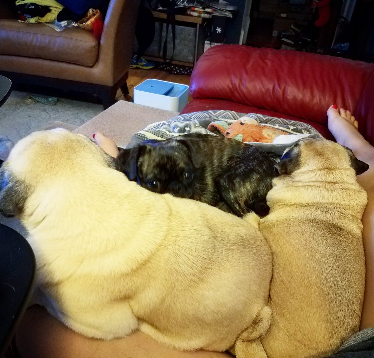 funaek's tweet photo. Working over the weekend is a little more tolerable with a grumble blanket. #grumblesquad #grumblehuddle #grumbleblanket #snugglepugs #pugblanket https://t.co/w1ZJnzS6Es