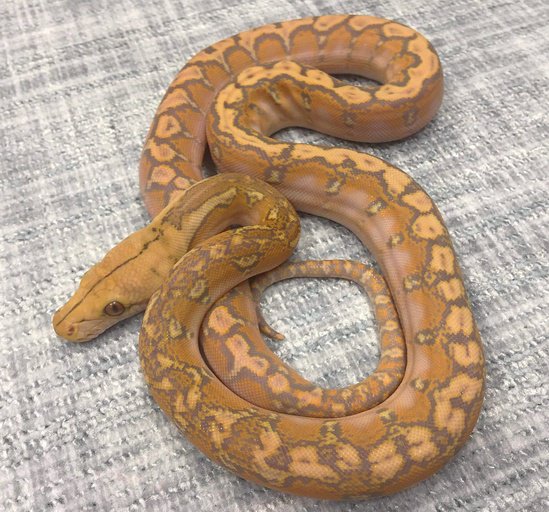 MorphMarket on Twitter: 